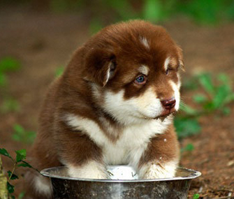 Dog digging in his water bowl Dog digging in his water bowl